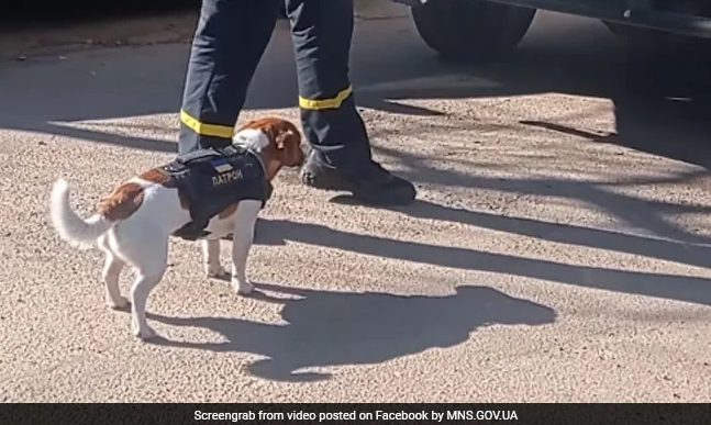 Ukrainian Dog Sniffs Out Russian Explosives