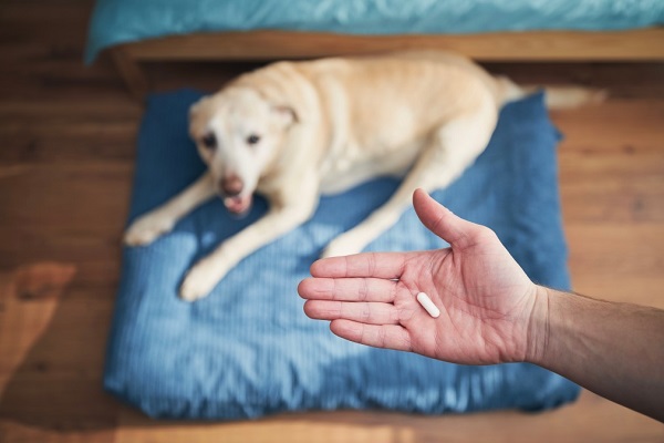 What Is The Right Dosage Of Aspirin For Dogs