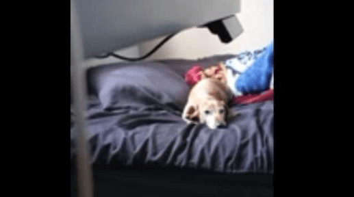 A dog wags his tail each time he makes eye contact with human