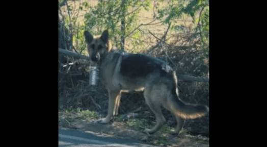 Cute German Shepherd Delivers Lunch to Dad