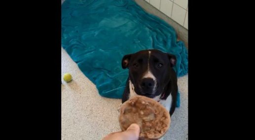 Cute shelter dogs enjoy delicious treats. Wholesome video is a treat for people