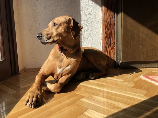 Details About Dog Insurance In India