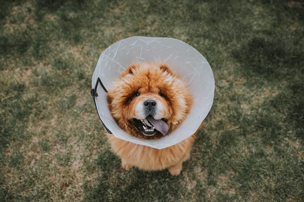 Dog Allergies Symptoms, Causes and Treatment