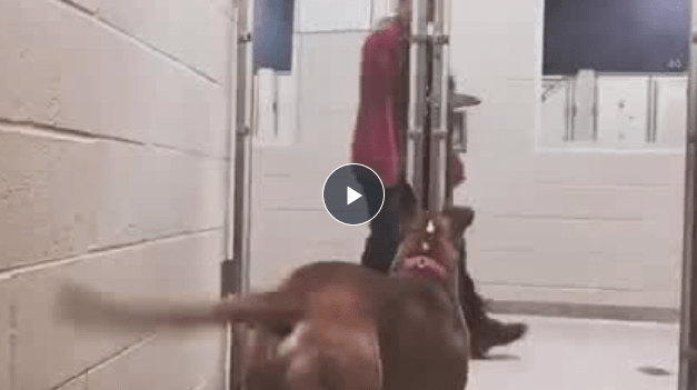 Dog At Indiana Shelter Waits for Years To Get His Forever Home