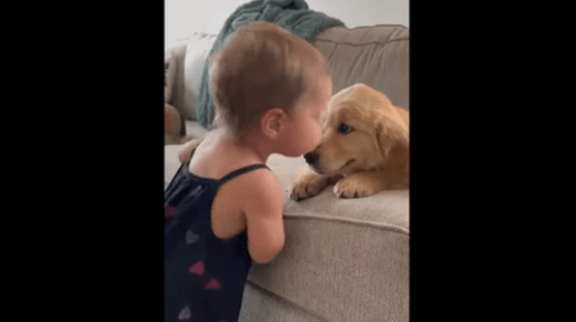 Dog Gets Tons of Kisses from a Toddler