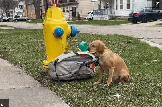 Dog Left Tied to a Fire Hydrant in Green Bay