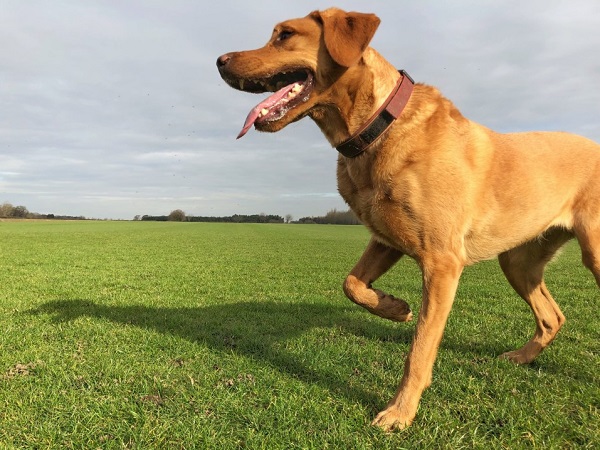 The Ultimate Guide to Caring for a Limping Dog