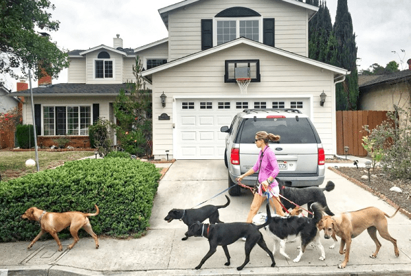 Dog Walking Tips Everything You Need To Know About