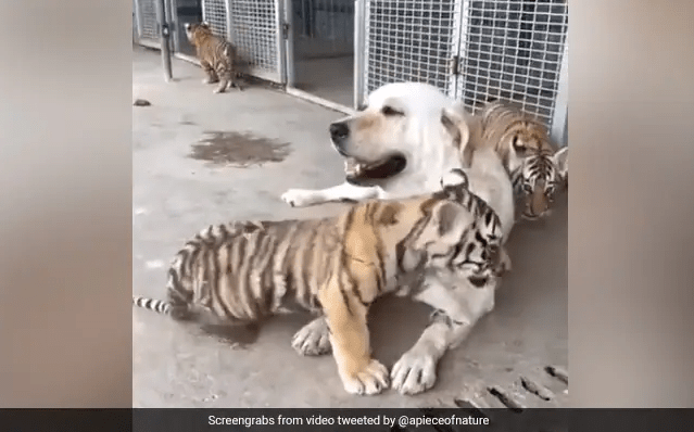 Dog in China is Raising 3 Abandoned Tiger Cubs
