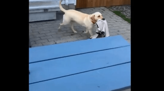Dog loves her blanket so much that she carries it everywhere