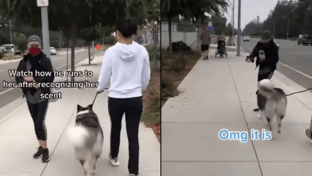 Dog recognizes his grandma as she walks by