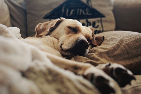 Dog's Sleep Depicts Their Attachment with the Owner
