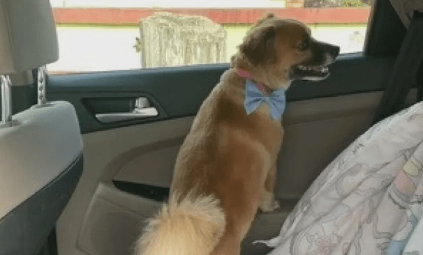 Family Searching for Lost Dog at Tampa International Airport