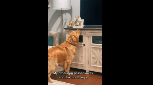 Golden retriever misses dog that passed away