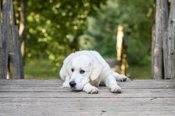 How to Deal with dog’s mood swings