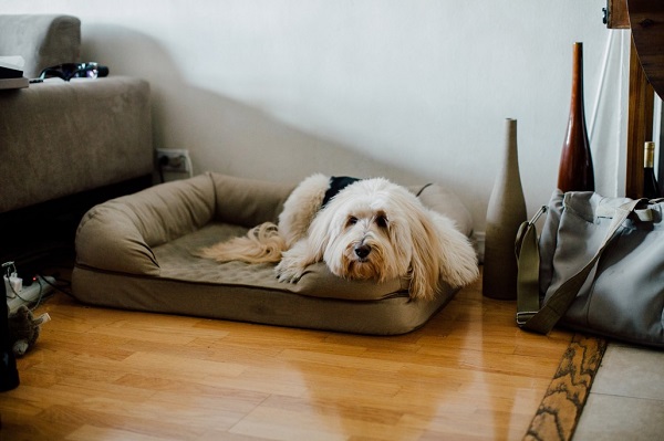How to wash Kong dog bed