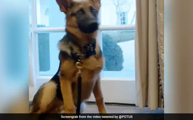 Joe Biden’s Dog Commander Loves to Explore The White House