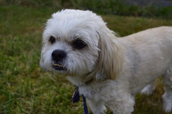 Lhasa Apso Dog Breed Information, Price, Facts, Characteristics and Photos