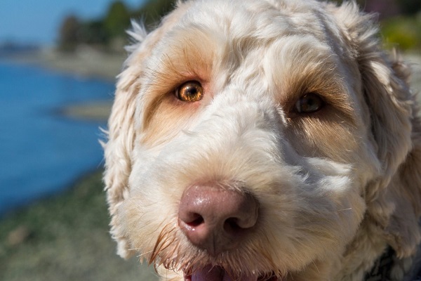 Pink Eye (Conjunctivitis) Problems of Dogs and Remedies