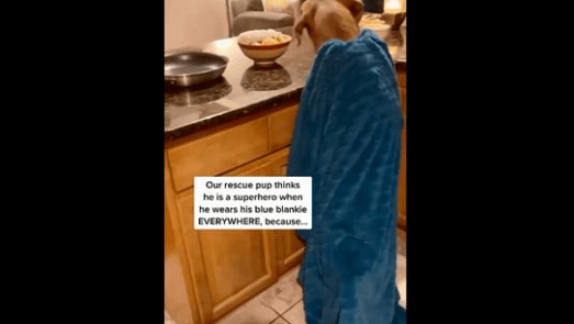 Rescue dog considers himself a superhero when he wears his blue blanket