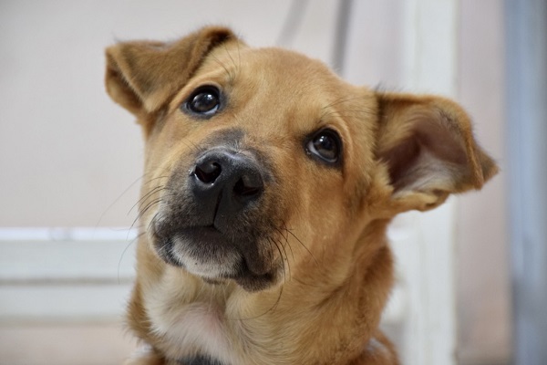 The Common Questions And Answers Regarding Dogs