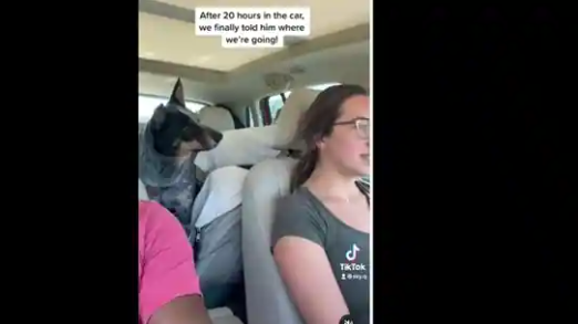 The dog seemed really excited and squealed in delight when it got to know that they are visiting the grandparents' home