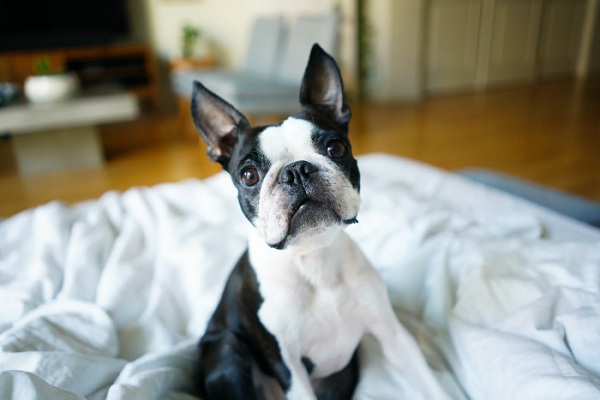 The necessity of insurance for pet