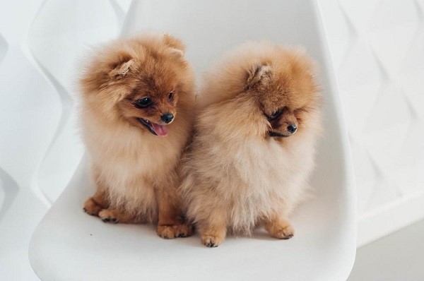 Things To Know About Dog Shedding