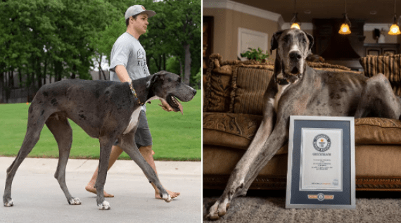 This Great Dane is the World's Tallest Dog - Guinness World Records