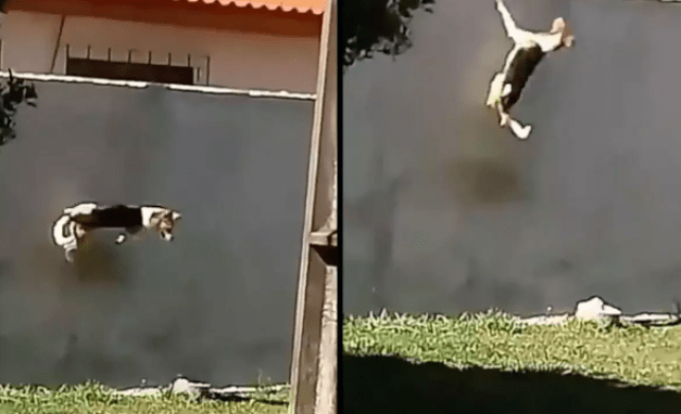 Viral video Dog climbing wall several times higher than him in 7th attempt