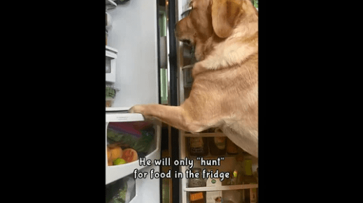 Watch the Cute Video of Pup Getting all the Pampering