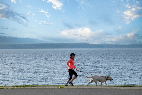 10 Most Athletic Dog Breeds in the World (with Pictures)