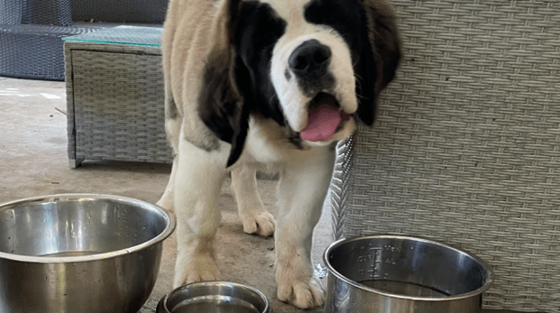 $10000 Reward Offered In Vero Beach For Missing Dog