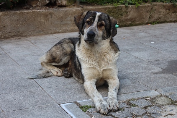 70 Dogs Have Been Rescued From The Little Rann In Gujarat