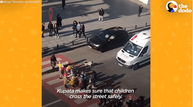 A Stray Dog Helps Kids Cross The Road Safely Every Day In Georgia