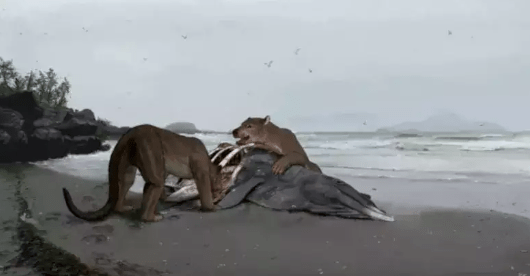 A representation of the 'bear-dog' species