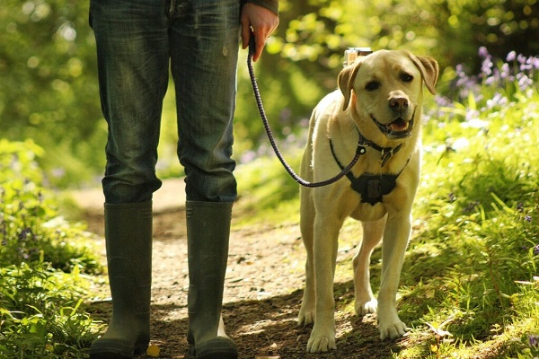 Bengaluru Ban On Pet Entry Into Cubbon Park Put On Hold