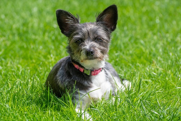 Dog Breed Personalities – Biggest Myth About Dog Breeds