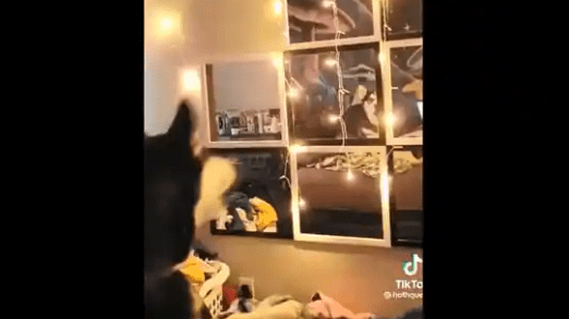 Dog Discovers Voice-Activated Lights in 'Stranger Things'