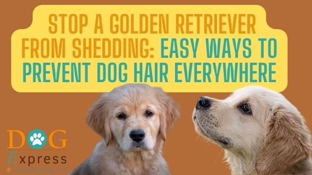 How to Stop a Golden Retriever From Shedding Easy Ways to Prevent Dog Hair Everywhere