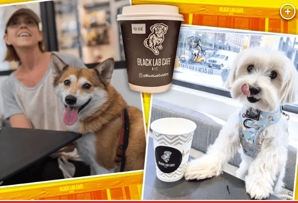 Nyc’s First Dog Cafe Black Lab Cafe For Human And Dogs
