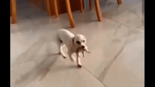 Proud Little Mama Dog Brings Her Baby to Human to Hold and Love