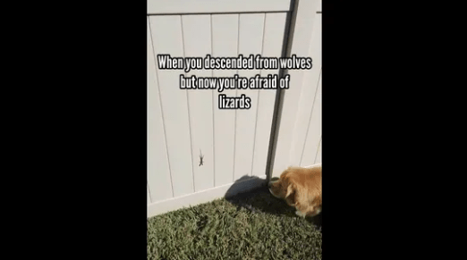 Scared of lizards This video of a Golden Retriever getting frightened by one may seem relatable