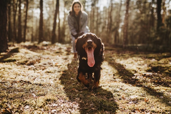 Signs You Need to Change the Diet of Your Dog