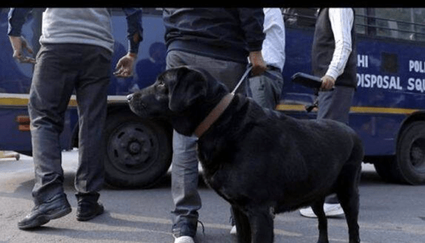 Sniffing Out The Problems Dog Squads Added To Prison Security