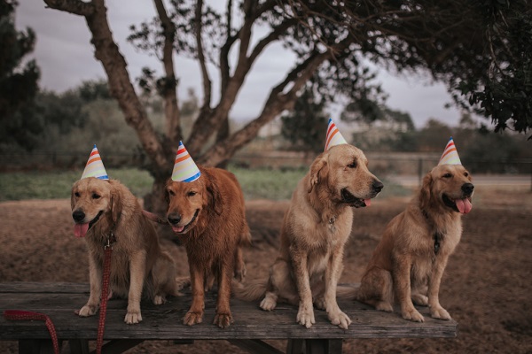 Some secret tips to help your dog live longer