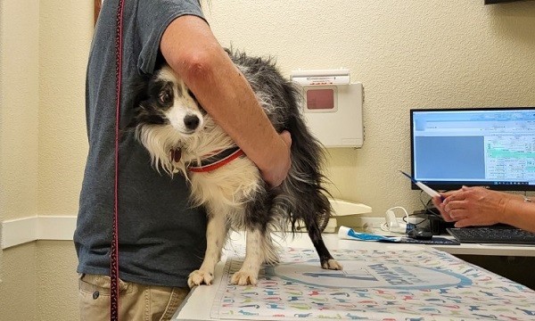 The Different Kinds Of Physical Therapy For Dogs