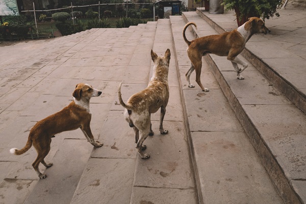 Stray Dogs Turn Heroes: Abandoned Newborn Saved by Street Dogs in Nabadwip