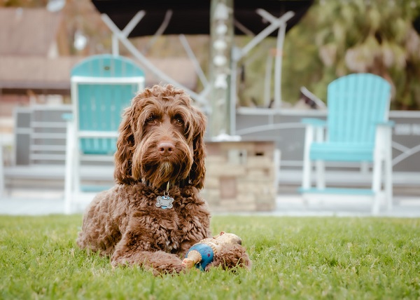 Tips To Deal With Puppy Hair Shedding