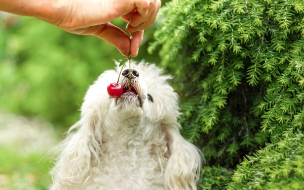 Vegan Dogs How Does it Work, And Its Health Benefits